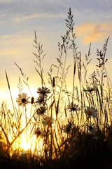 Foto auf Acrylglas Gänseblümchen sunset on daisy field