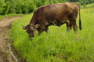 Cow graze