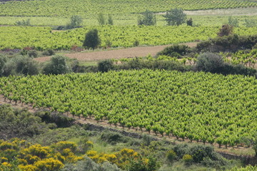 vignoble languedocien