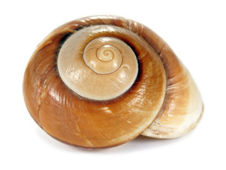 Sea Shell