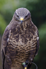 falcon