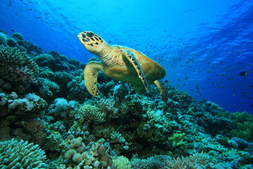 Hawksbill Turtle (Eretmochelys imbricata)