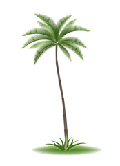 tropical palm tree with green leaves vector illustration