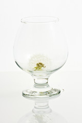 Dandelion in the glass