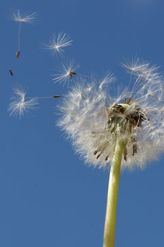 Fototapeta Pusteblume