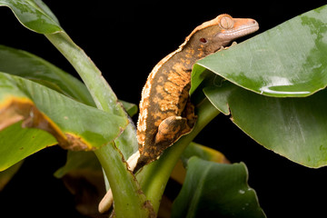 New Caledonian Crested Gecko