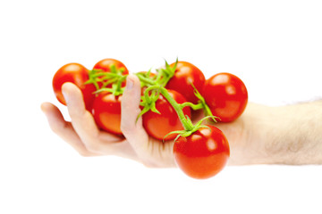 a bunch of tomatoes in hand isolated on white