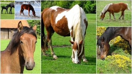 chevaux