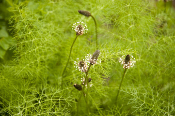 Bauerngarten