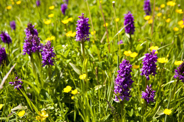 Blumenwiese mit Orchideen (Knabenkraut)