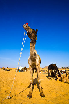 Kamel Pushkar 2