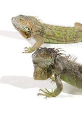 Obraz premium iguana with big beard isolated on a white background