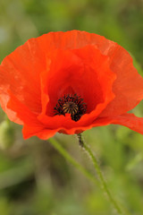 Fototapeta premium Mohnblume