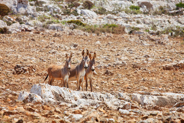 Three donkeys mule. Island Socotra