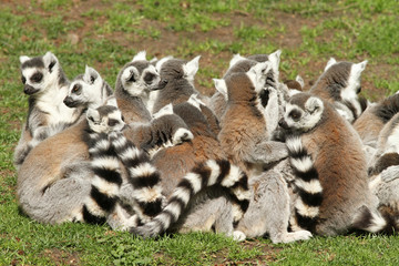 Fototapeta premium Group of ring-tailed lemurs sitting in the grass