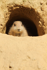 Baby prairie dog looking out of its burrow
