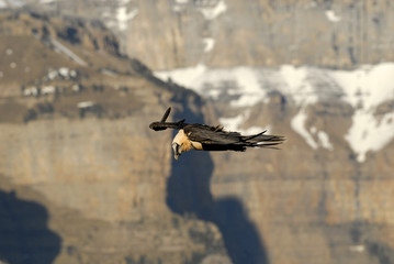 quebrantahuesos volando