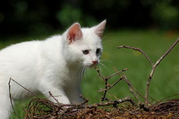 Wei&szlig;es K&auml;tzchen