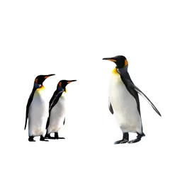 Rolgordijnen Pinguïns © Neale Cousland