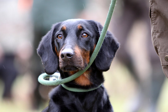 Brandlbracke bei einer Jagdhundeschulung