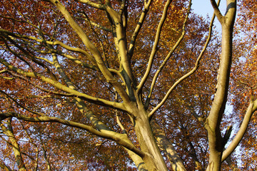 Herbstlicher Buchenwald