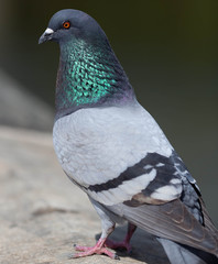 pigeon