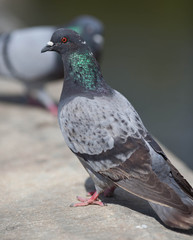 pigeon