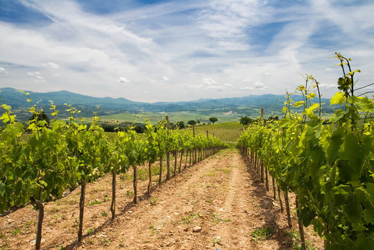 vigneti in Toscana - Italia