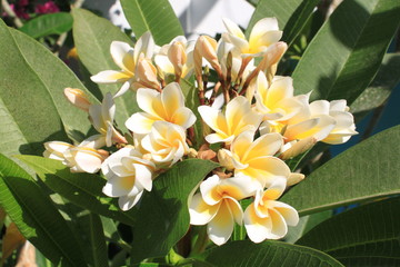 Tropical flower on background of leaves