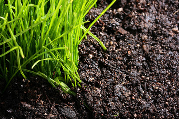 Grass