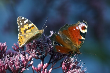 Two butterfly on flower