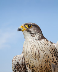 Gerfalke Blick links