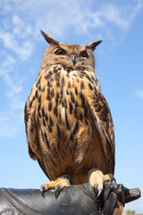 Uhu (Bubo)