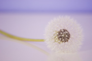 Pusteblume