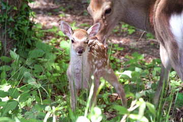 New born fawn and mother deer