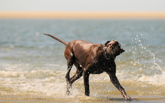 Jagdhund