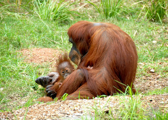 Orangutan & Baby