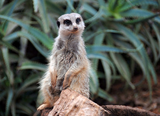 Meerkat