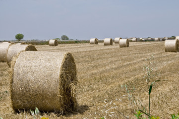 bales of hay