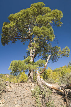 &aacute;rbol