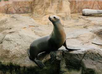 Obraz premium sea lion