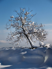 A winter tree