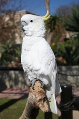 White Parrot
