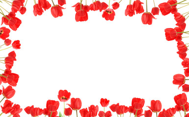Frame from  tulips,  isolated.