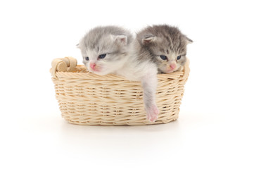 Fototapeta na wymiar Isolated Kittens in Basket