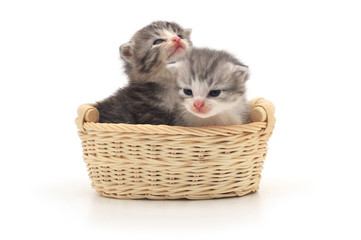 Naklejka na ściany i meble Isolated Kittens in Basket
