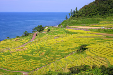 千枚田