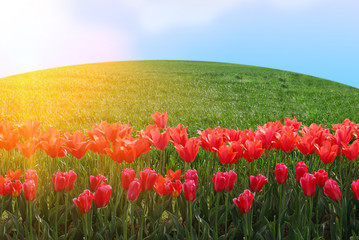 Tulips field in sunny morning