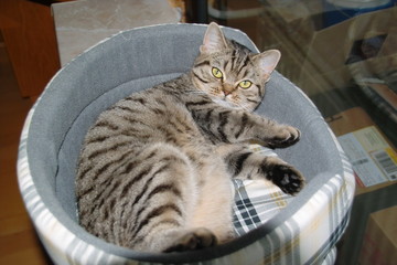 Katze © hhirt