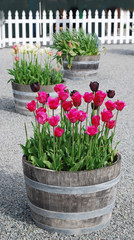 Spring tulipses in barrel